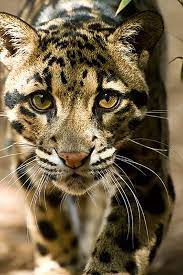 Top 10 Photos Of Big Cats Top Inspired Animals Cute Animals Animals Beautiful