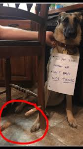 This Is Why We Can T Have Nice Things Meme I M The Reason We Can T Have Nice Things In 2020 Funny Dog Memes Funny Dogs Dog Memes