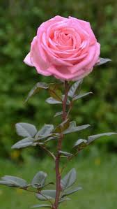 Excellent Photos Formal Rose Garden Tips Went Up Proper Care Now Is Easier Than Anyone Think Anybody Beautiful Rose Flowers Beautiful Roses Rose Garden Design