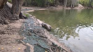 Possibly harmful algae bloom detected in lake near Española - KOB.com