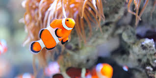 Making the choice to shop at our site and allowing us the opportunity to ship an order to you means so much to us. Pets And Aquatics Webbs Wychbold