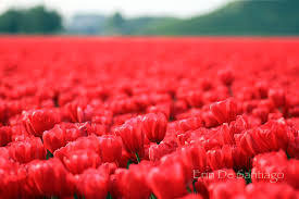The tulip fields in the netherlands are one of the most iconic things about this country and for good reason. Photo Of The Day Tulip Fields Near Amsterdam The Netherlands No Checked Bags