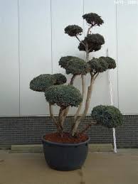 Gartenbonsai Und Bonsai Aus Der Schweiz Bonsai Kaufen Bonsai Topiary Economies Of Scale