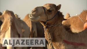 I think it'll be really interesting if, now that the pendulum's swinging the other way, they find a few more moments to bond. Somali Camel Traders Pay The Price Of War In Yemen Youtube