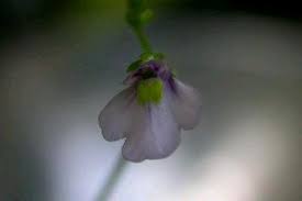 Image result for Genlisea africana