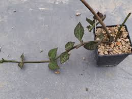 Image result for Ceropegia monteiroae