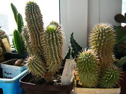 Image result for Hoodia currorii