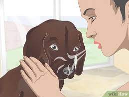 He drinks purified water from a heavy metal free dog bowl. 3 Ways To Stop Reverse Sneezing In Dogs Wikihow Pet
