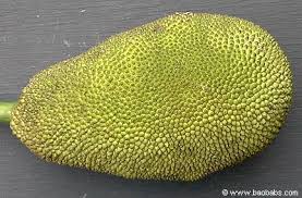 Image result for Artocarpus heterophyllus