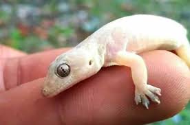 Gambar cicak dan alat pernapasannya, gambar cicak kubing, gambar cicak di dinding, gambar cicak memutuskan ekor, random image. Hewan Cicak Jenis Manfaat Dan Bahaya Memeliharanya Hewan Reptil