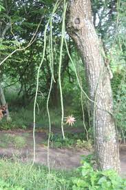 Guatemalense, also known as epiphyllum guatemalense, is a climbing cactus that produces a loose. Climbing Cactus Goliad Farms