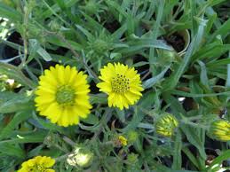 Image result for Commelina congesta