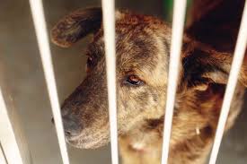 Melatonin For Dogs Dosages Safety Everything You Should
