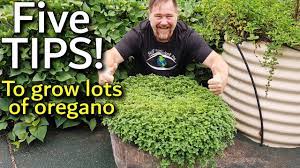 Learn how to choose, plant, and care for oregano. 5 Tips How To Grow A Ton Of Oregano In Containers Youtube
