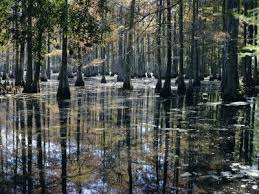 Cypress Swamp Cypress Gardens North Charleston South Carolina Usa Photographic Print James Green Art Com In 2021 Cypress Gardens Cypress Swamp South Carolina