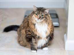 Vet Hospital Explains the 'Chonk Chart' Feline Sizing System To Help Keep  Cats Healthy - PetHelpful News