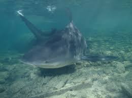 Jetzt eine riesige auswahl an gebrauchtmaschinen von zertifizierten händlern entdecken Carcharhinus Leucas Wikipedia La Enciclopedia Libre
