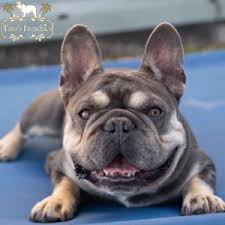 French bulldog is a charming breed that is also friendly and full of character. Frenchie Color Genetics Tato S Frenchies South Florida S Best French Bulldogs