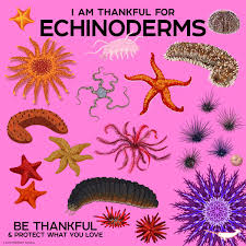 Image result for Dolichos junodii