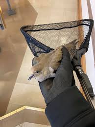 We're a locally owned business serving manson, oh and surrounding areaswith a strong commitment to serving our community. Critter Control Of Central Missouri Home Facebook