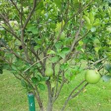 Image result for Citrus maxima