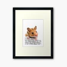 Submitted 7 hours ago by majorfugu. Hamster Meme Wall Art Redbubble