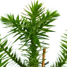 Image result for Arauk rie Araucaria