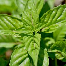 Image result for Ocimum angustifolium