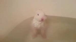 By far the most important thing to remember with baby bunnies is that moms only nurse once or twice per 24 hour period, so you are not likely to catch a wild or domestic rabbit with her kits. Two Week Old Baby Bunny Splashes Around In Her First Bath To Rid Her Of Smelly Filth