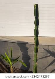 Image result for Euphorbia fortissima