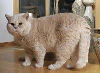Golancat British Shorthair Cats Cats Crazy Cats British Shorthair