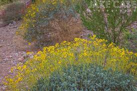 Arizona state facts including state symbols, flags, maps, constitutions, representatives, songs, birds, flowers, trees and more information about arizona Arizona Wildflowers Guide Sonoran Desert