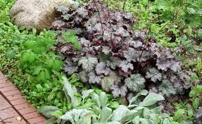 Purpurglockchen Farbenfroher Blattschmuck Purpurglockchen Pflanzen Graser Im Garten