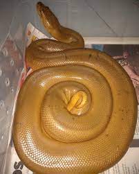 Eunectes Eunectesmurinus Greenanaconda Anacondas Hypo Melanistic Spotless Snakes Snakesofinstagram Rep Anaconda Snake Eunectes Murinus Green Anaconda