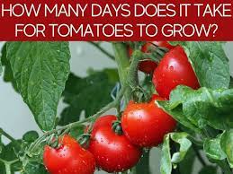 How do you keep tomatoes from growing too tall?. How Long Does It Take For Tomato To Grow Greenhouse Today