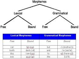 These types of free morphemes are called lexical morphemes. What Is Lexical Morpheme Know It Info