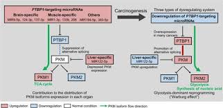 The average increased risk of getting cancer among people with heart failure. Ptbp1 Targeting Micrornas Regulate Cancer Specific Energy Metabolism Through The Modulation Of Pkm1 M2 Splicing Cancer Science X Mol