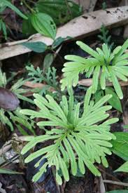 Image result for Selaginella volubilis
