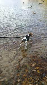 This is the price you can expect to pay for the beagle breed without breeding rights. Endgewicht Jack Russel Beagle Mix Hund Gewicht