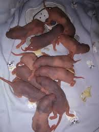 Profile for Loving Souls Rattery