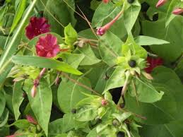Check spelling or type a new query. Four O Clock Flowers Are Beautiful And Hard To Remove Tedmanzer