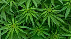 .zuhause anbauen, mit der erlaubnis eines krankenhauses. Entscheidung In Letzter Instanz Bundesgericht Erlaubt Cannabis Anbau Fur Schmerzpatienten