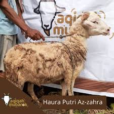 Menyembelih sapi dengan niat agar sebagian untuk aqiqah dan sebagian lain untuk kurban masih diperselisihkan para ulama. Biaya Aqiqah Anak Laki Laki Semarang Di Aqiqah Mubarok
