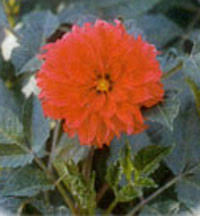 Evdose Bahce Sonbahar Ve Kis Bitkileri Cicek Sonbahar Ve Kis