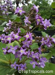 Image result for Wigandia urens