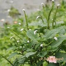 Image result for Heliotropium indicum