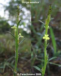 Image result for Striga hallaei