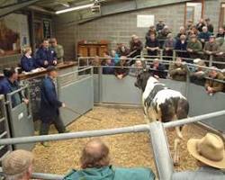 Market Drayton Cattle Market