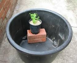 Whiskey barrels fitted with a rubber liner work, as do ceramic pots, resin pots, and even recycled. Building A Small Water Garden Deep Green Permaculture