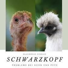 Schwarzkopf Bei Huhnern Und Puten Animals Bird